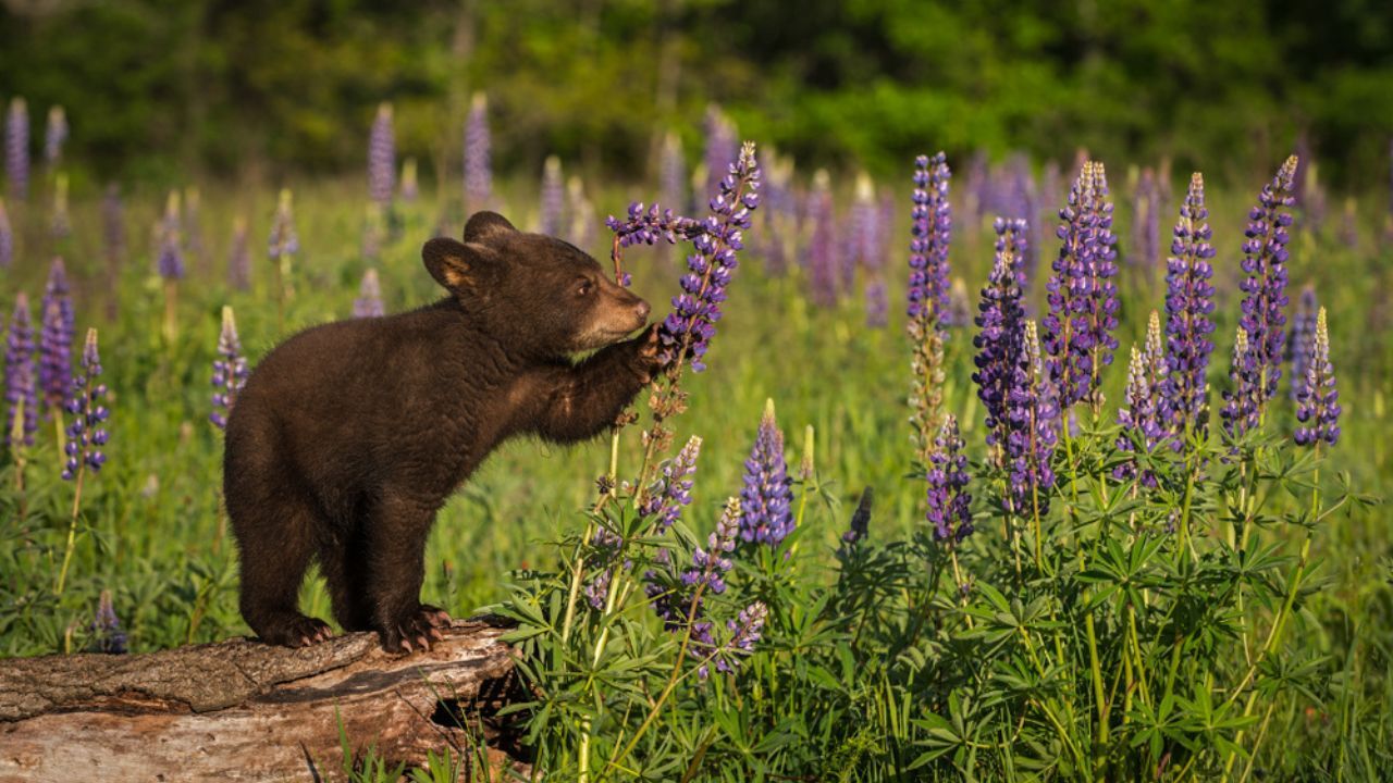 Wildlife & Waterfalls